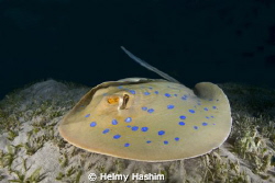 trigone ! by Helmy Hashim 